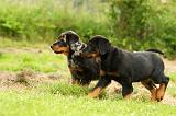 BEAUCERON - PUPPIES 256